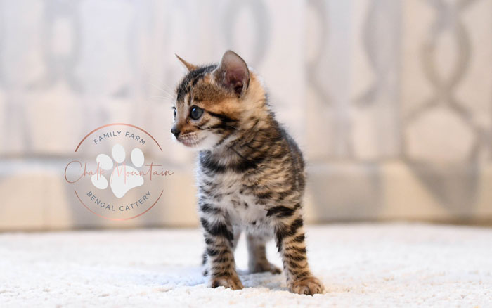 Bengal kitten for sale
